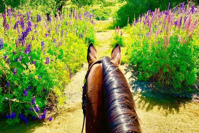 Cardrona High Country Pub Trail Horse Trek (Intermediate level+) - Crossing the river and reaching the pub