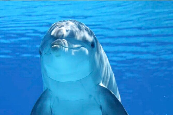 Ft Myers Beach 2 Hour Tiki Pub Fun in the Sun Dolphin Cruise - Quick points before you book