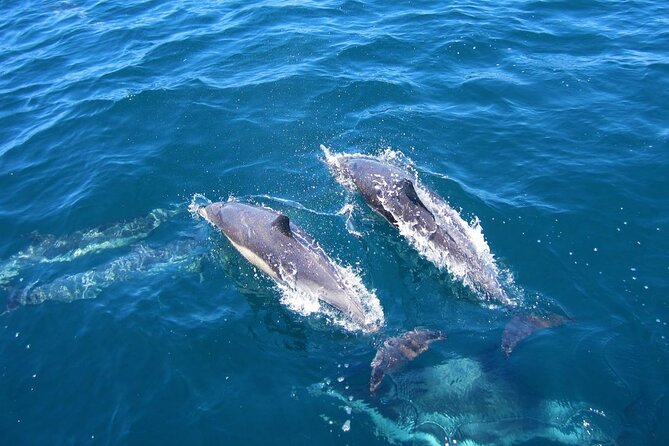 Ft Myers Beach 2 Hour Tiki Pub Fun in the Sun Dolphin Cruise - Who should book this cruise?