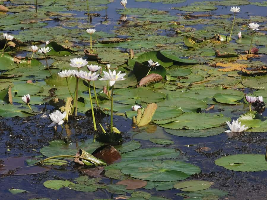 Jumping Croc Cruise, Berry Springs,Fogg Dam & Humpty Doo Pub - Should you book it?